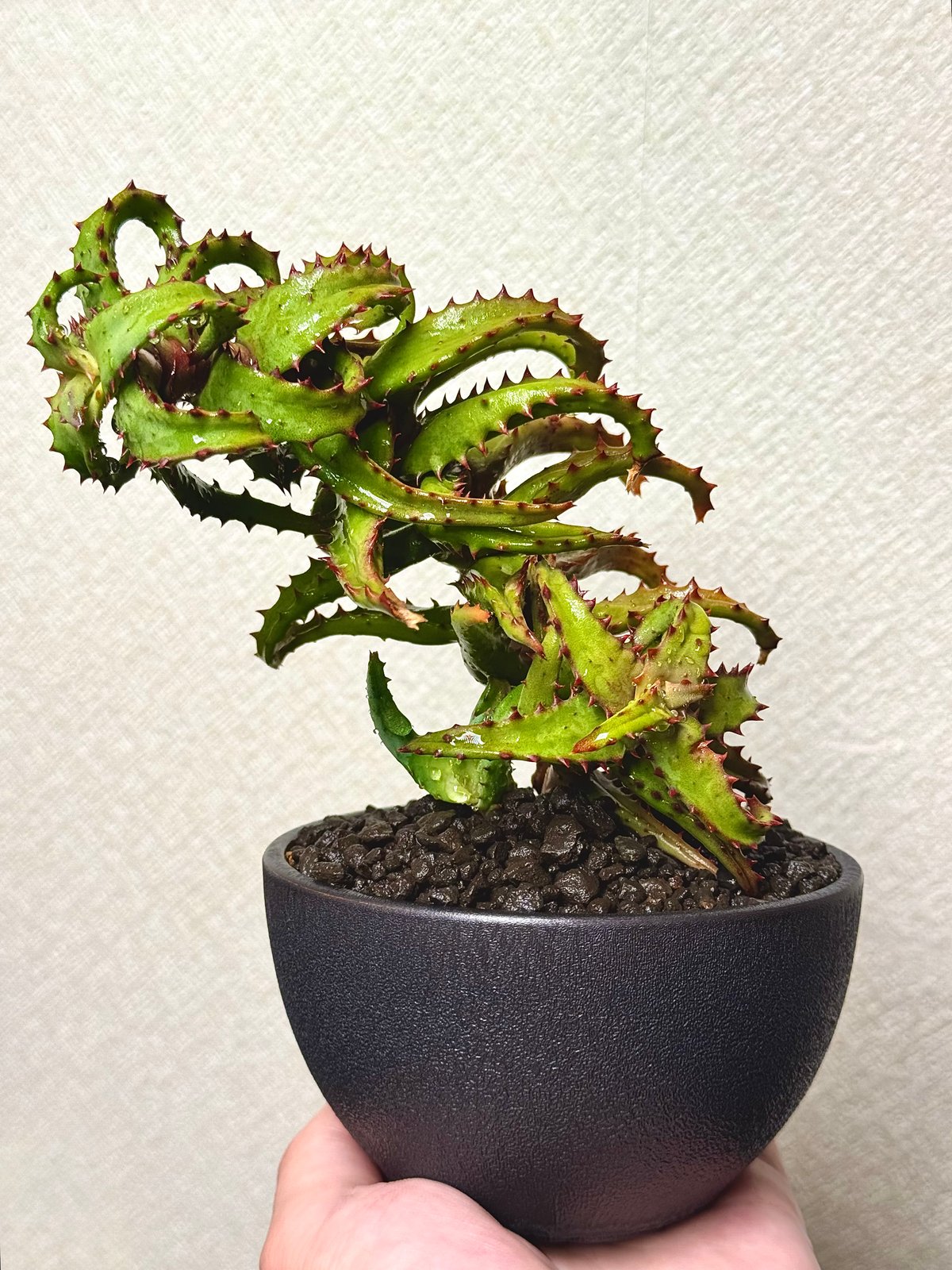 アロエ・カスティロニアエ / Aloe castilloniae | ChadPlants