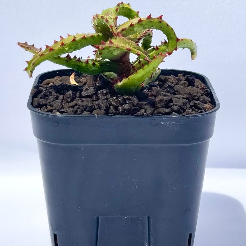 アロエ・カスティロニアエ / Aloe castilloniae | ChadPlants