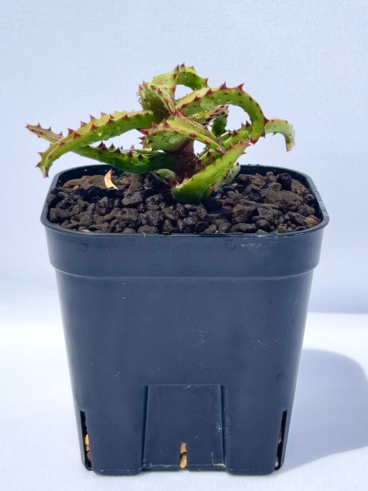 Aloe castilloniae子株 SH13297 Aloe castilloniae – Cactus-online