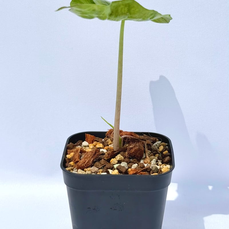 アロカシア・アマゾニカ / Alocasia × amazonica | ChadPlants