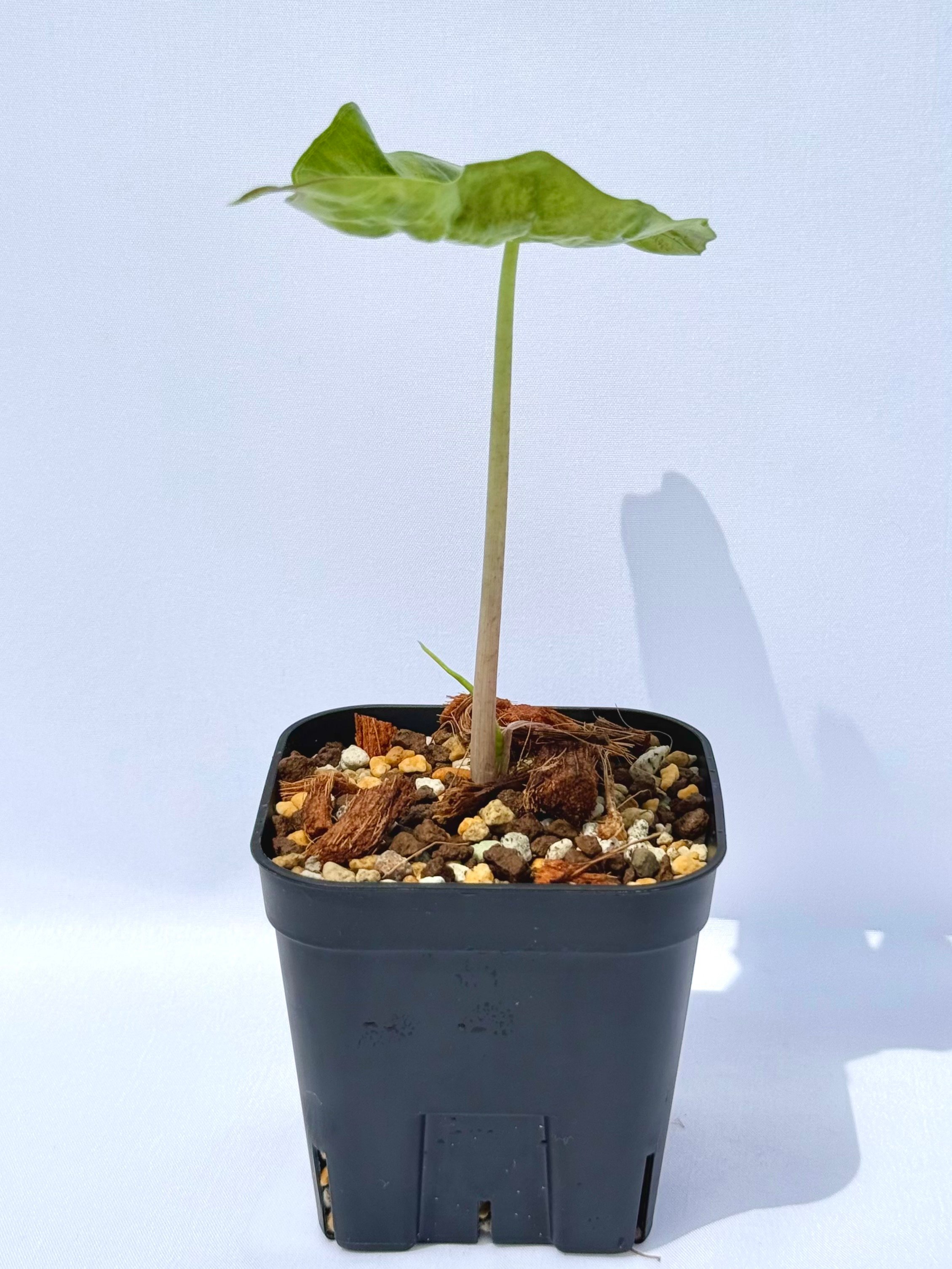 アロカシア・アマゾニカ / Alocasia × amazonica | ChadPlants