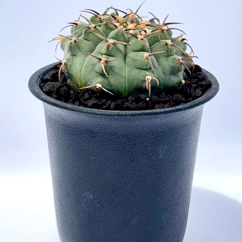 ギムノカリキウム・バッテリー / Gymnocalycium batteryi | ChadP