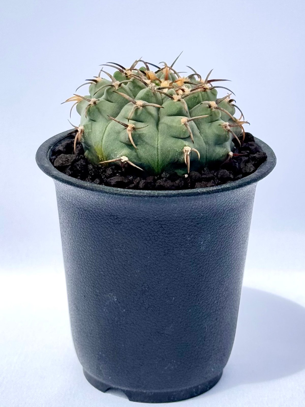 ギムノカリキウム バッテリー 選抜株 ギムノカリキウム・バッテリー / Gymnocalycium batteryi | ChadP