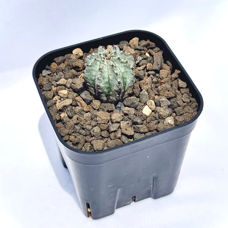ユーフォルビア・ホリダ “ゲンコツ” 白肌タイプ/ Euphorbia horrida “Ge