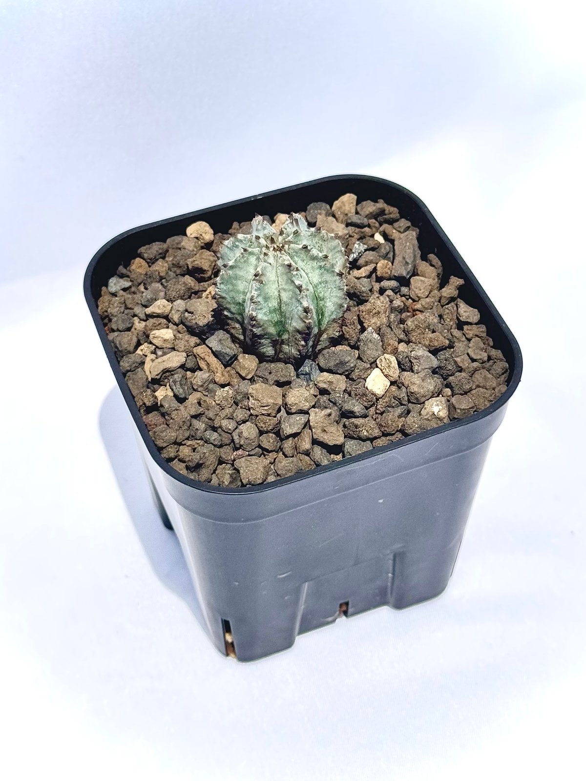 ユーフォルビア・ホリダ “ゲンコツ” 白肌タイプ/ Euphorbia horrida “Ge