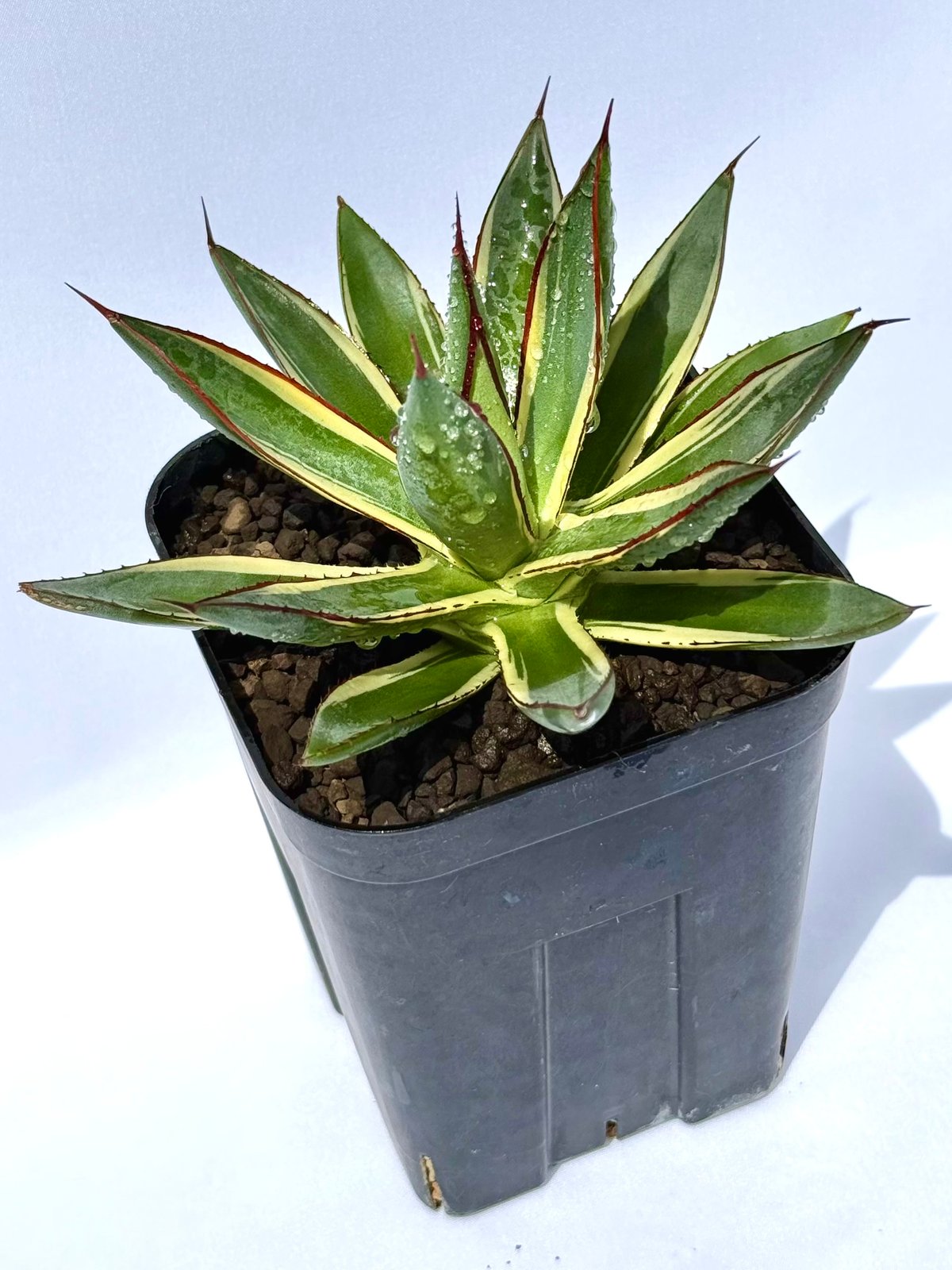 アガベ　スノーグロー　お化け斑 アガベ・スノーグロー / Agave 'Snow Glow'#1 | ChadPlants