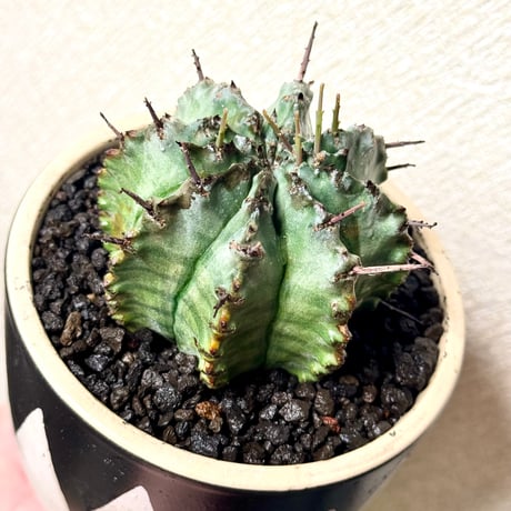 ユーフォルビア・ホリダ “ゲンコツ” 白肌タイプ/ Euphorbia horrida “Genkotsu” White Form#1
