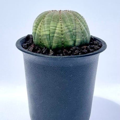 ユーフォルビア・オベサ / Euphorbia obesa
