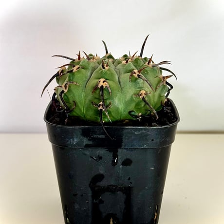ギムノカリキウム“狂刺バッテリー” / Gymnocalycium batteryi