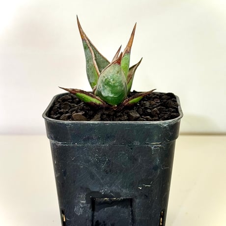サンセベリア“ピングイキュラ” / Sansevieria pinguicula