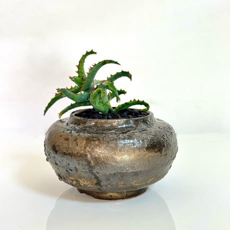アロエ・カスティロニアエ × “WABI SABI” 陶器鉢セットアップ/ Aloe castilloniae with “WABI SABI” ceramic pot