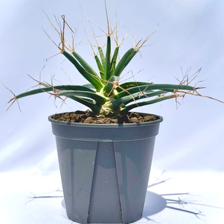 晃山（こうざん）／Leuchtenbergia principis レウクテンベルギア・プリンキピス