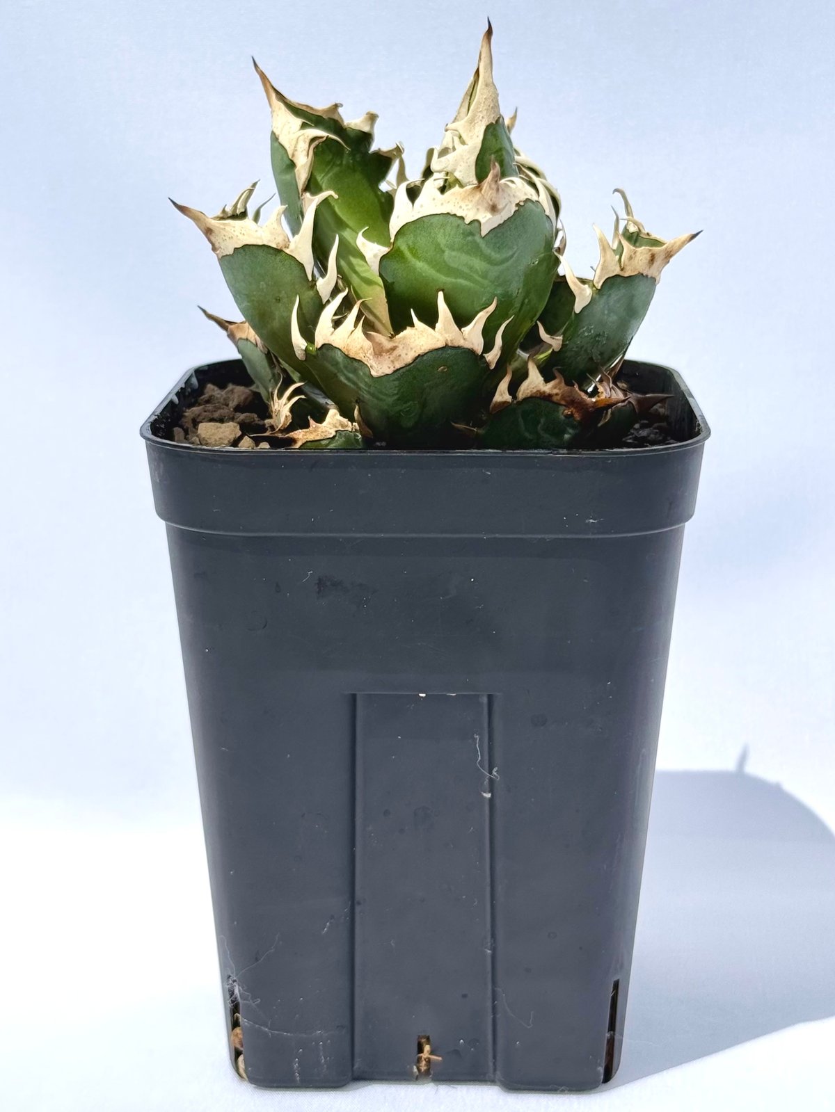 アガベ・レッドキャッドウィーズル“赤猫” / Agave 'Red Catweazle' |