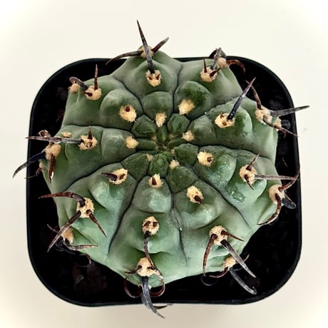 ギムノカリキウム“狂刺バッテリー” / Gymnocalycium batteryi