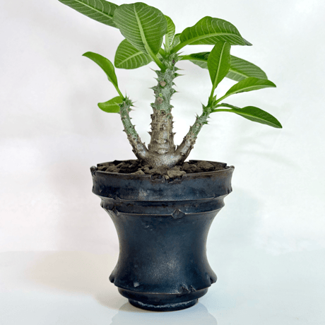 パキポディウム・ウィンゾリー（実生株／陶器鉢セット)/Pachypodium windsorii (Seed grown) in ceramic pot