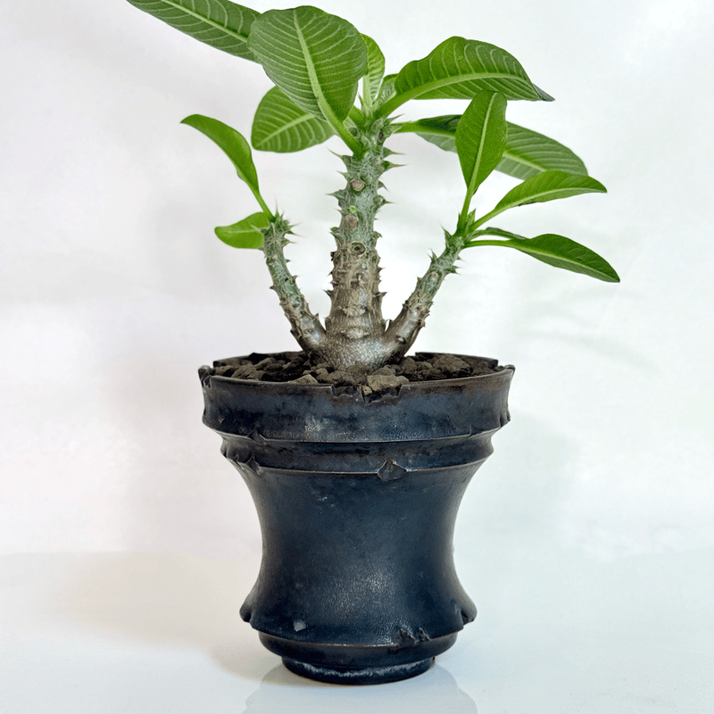 パキポディウム・ウィンゾリー（実生株／陶器鉢セット)/Pachypodium