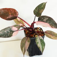フィロデンドロン “ピンクプリンセス ギャラクシー” 厳選美株 / Philodendron ‘Pink Princess Galaxy’