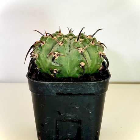 ギムノカリキウム“狂刺バッテリー” / Gymnocalycium batteryi