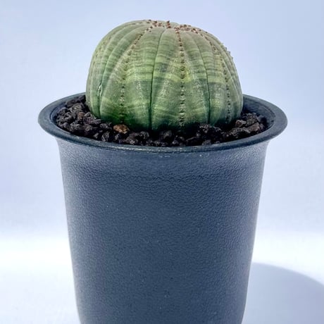 ユーフォルビア・オベサ / Euphorbia obesa