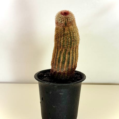 エキノケレウス“紫太陽” / Echinocereus rigidissimus var. rubispinus