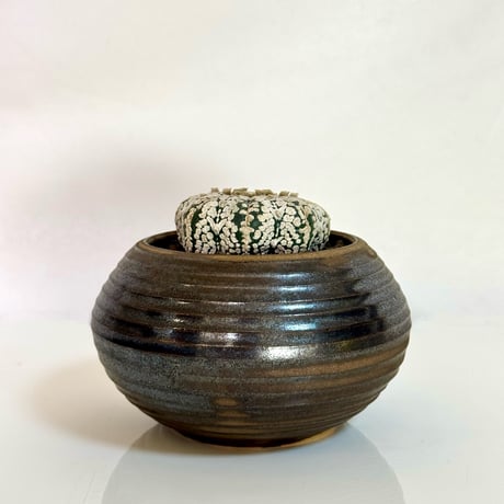 “スーパー兜 Vタイプ” × “WABI SABI”陶器鉢セットアップ