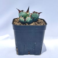 アガベ・チタノタ ブラック＆ブルー｜Agave titanota 'Black and Blue'#3