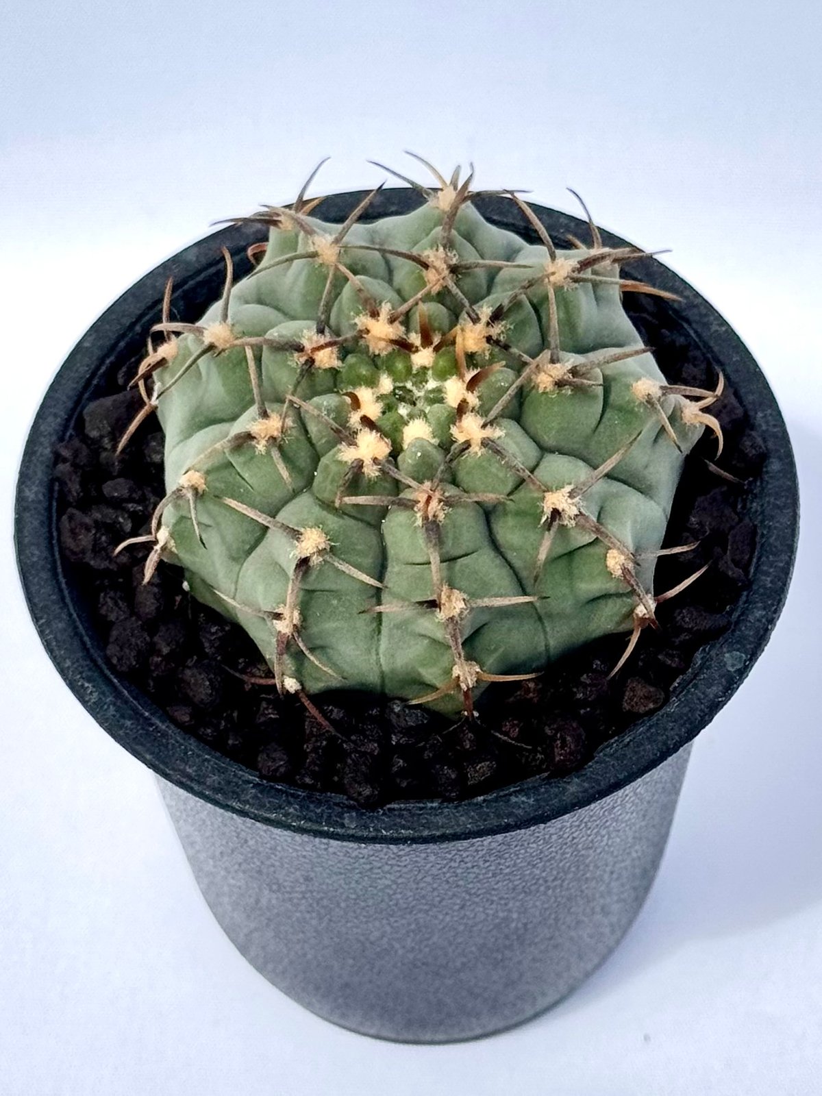 ギムノカリキウム バッテリー 選抜株 ギムノカリキウム・バッテリー / Gymnocalycium batteryi | ChadP
