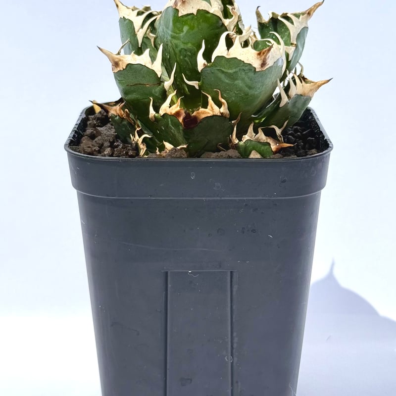 アガベ・レッドキャッドウィーズル“赤猫” / Agave 'Red Catweazle' |