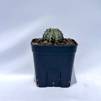 ユーフォルビア・ホリダ “ゲンコツ” 白肌タイプ/ Euphorbia horrida “Genkotsu” White Form#1