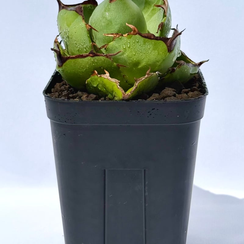 jaga be　アガベ jaga be アガベ jaga be アガベ jaga be アガベ CATEGORY agave