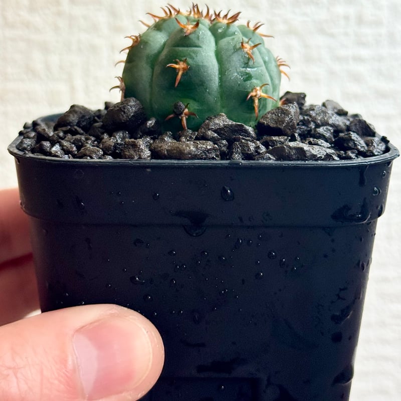 ギムノカリキウム“短刺天平丸”実生/Gymnocalycium spegazzinii f.