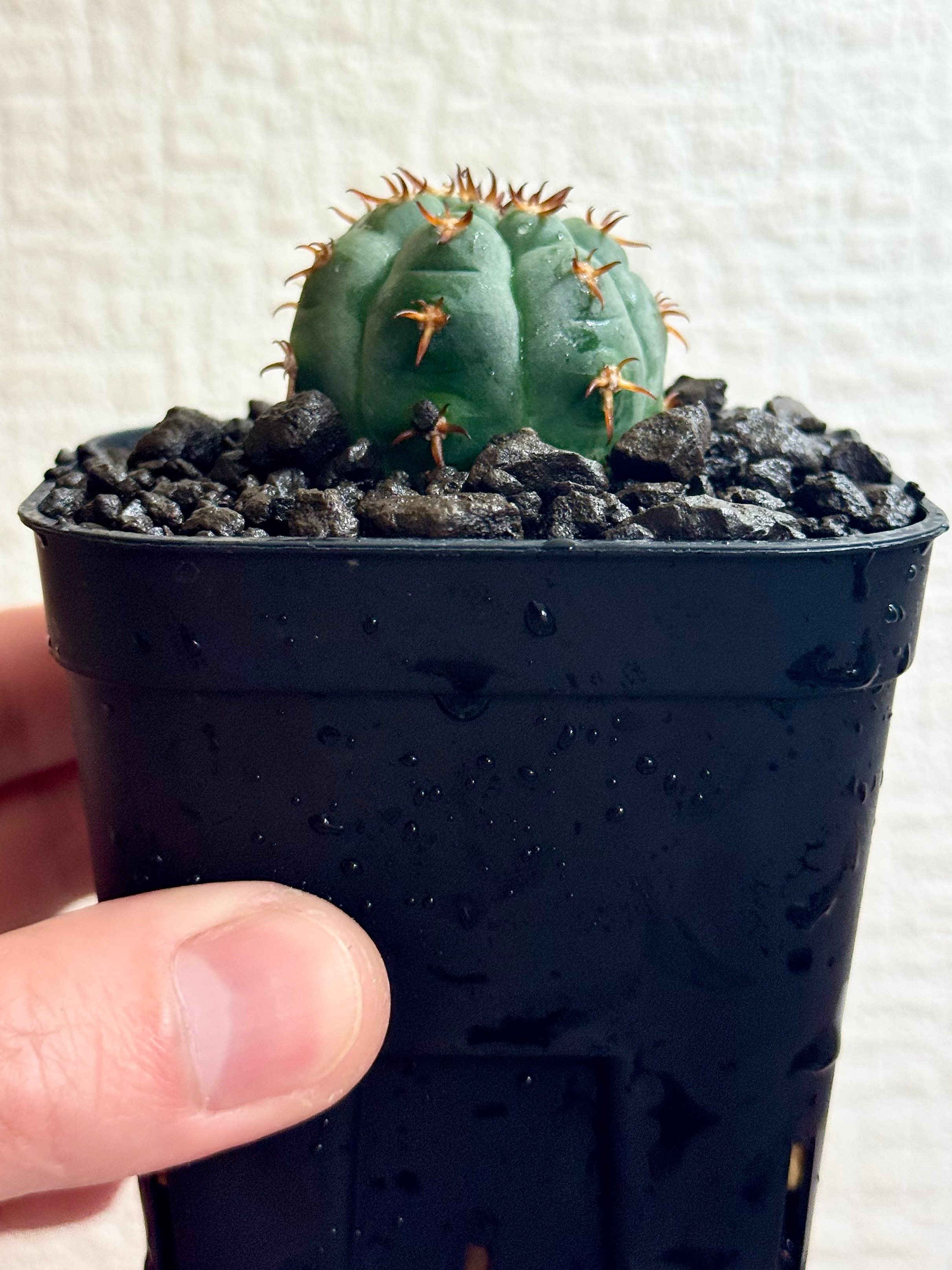 ギムノカリキウム“短刺天平丸”実生/Gymnocalycium spegazzinii f.