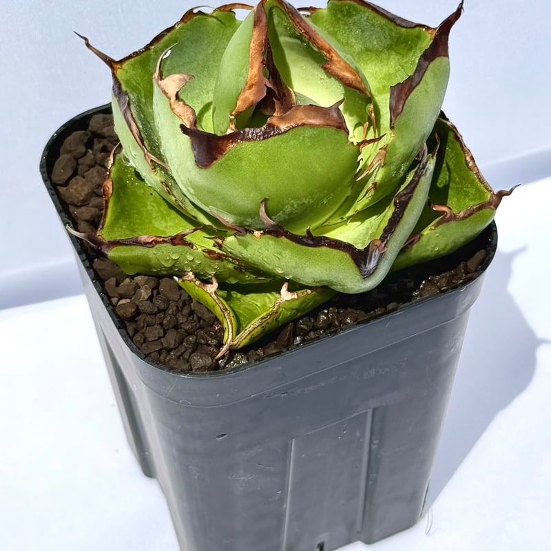 アガベ・ジャガーノート / Agave 'Juggernaut' | ChadPlants