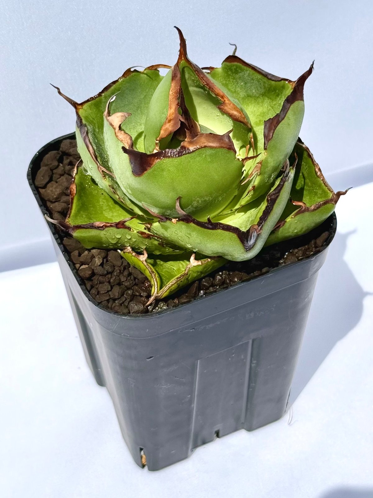 アガベ・ジャガーノート / Agave 'Juggernaut' | ChadPlants