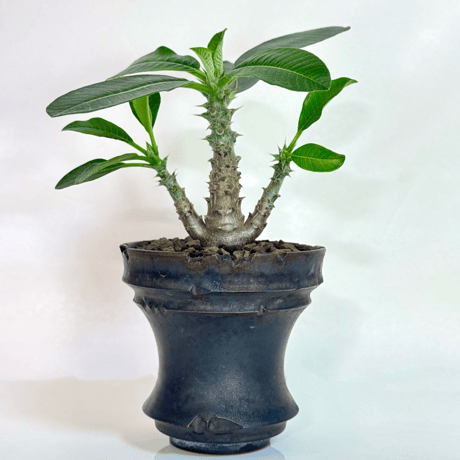 パキポディウムウィンゾリー | STORES