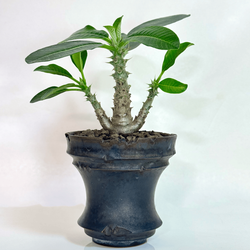 パキポディウム・ウィンゾリー（実生株／陶器鉢セット)/Pachypodium