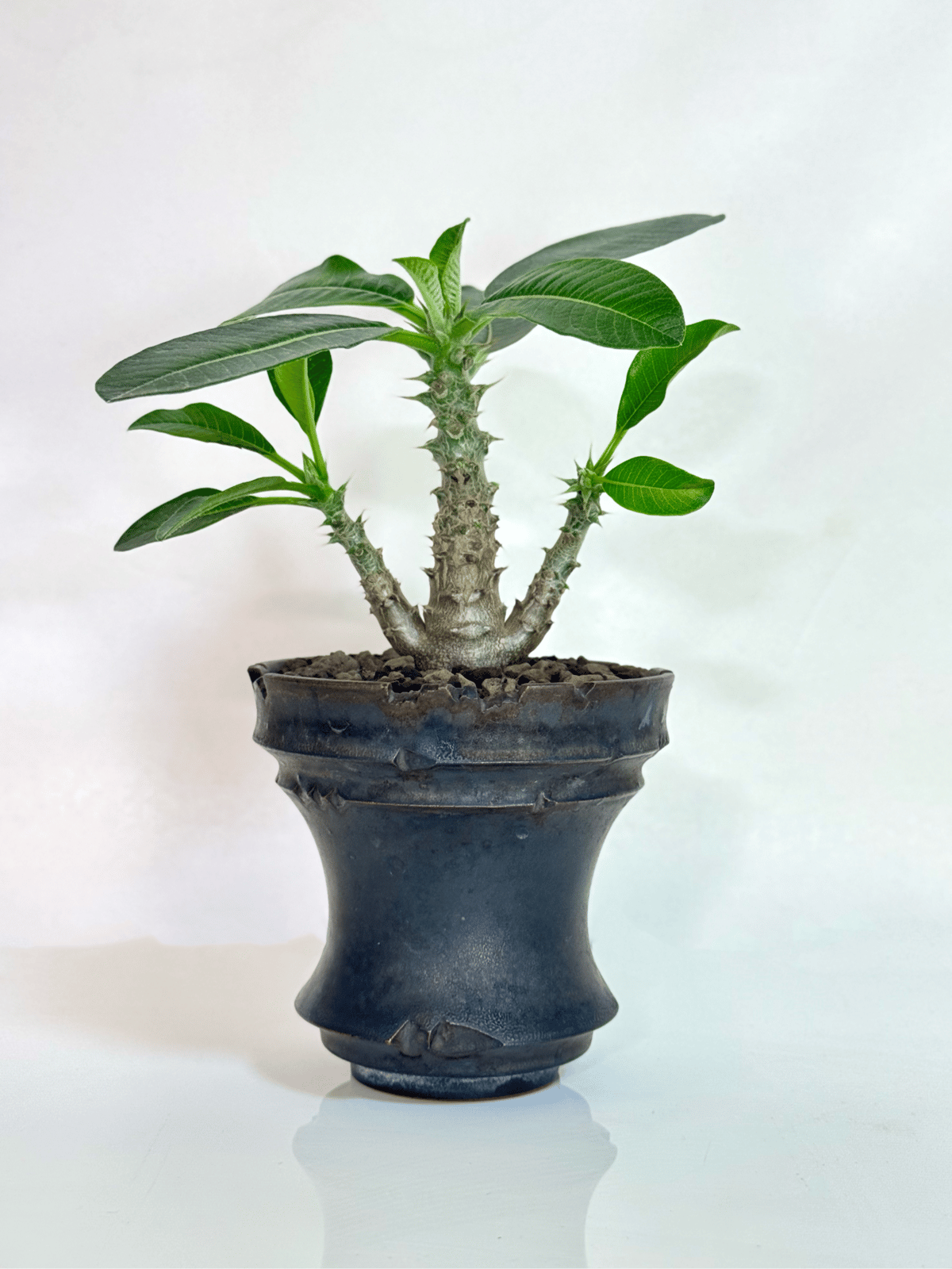 パキポディウム・ウィンゾリー（実生株／陶器鉢セット)/Pachypodium