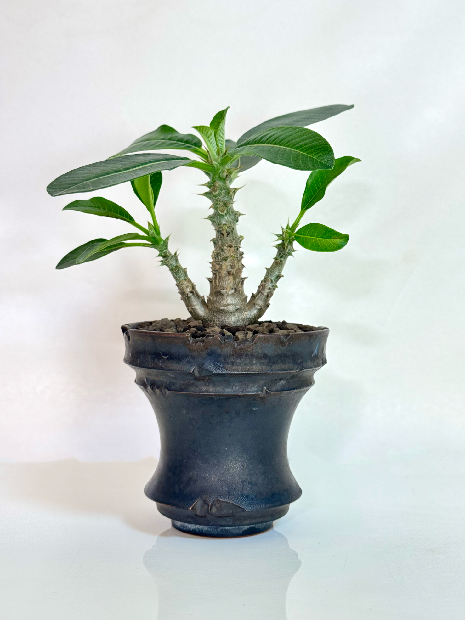パキポディウム・ウィンゾリー（実生株／陶器鉢セット)/Pachypodium