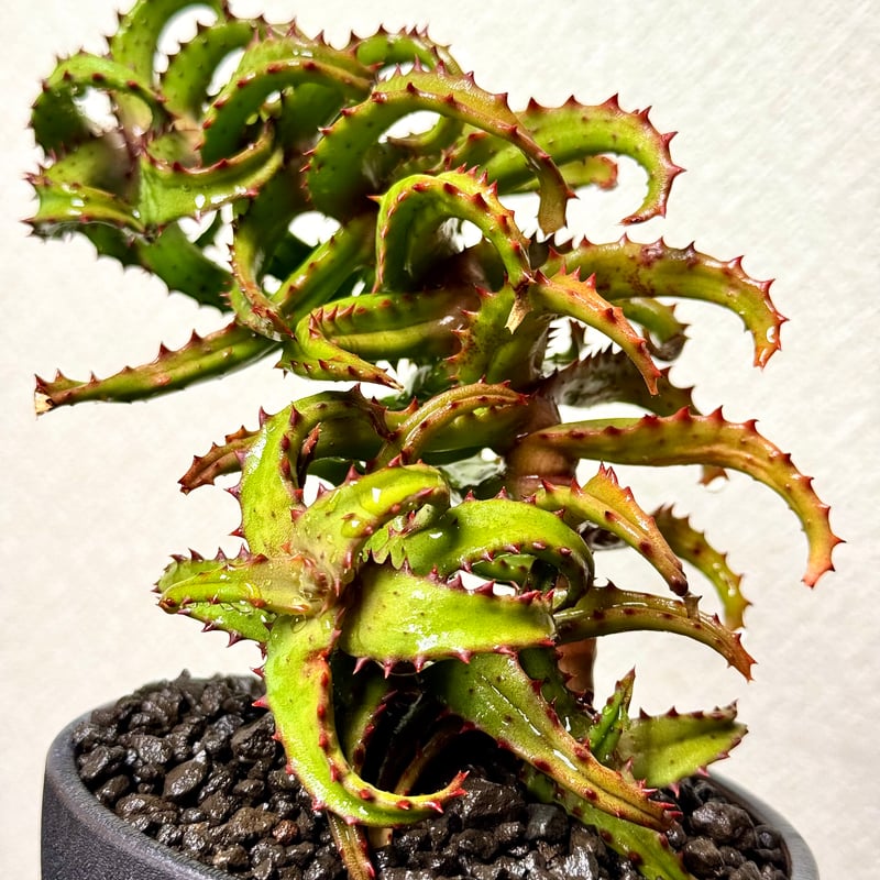 アロエ・カスティロニアエ / Aloe castilloniae | ChadPlants