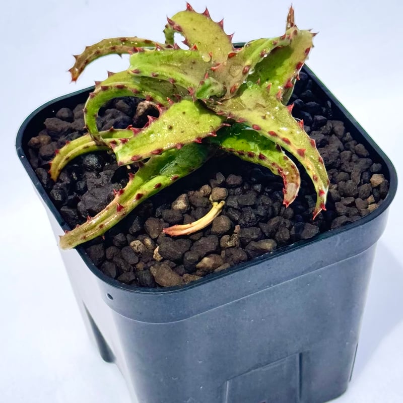 アロエ・カスティロニアエ / Aloe castilloniae | ChadPlants