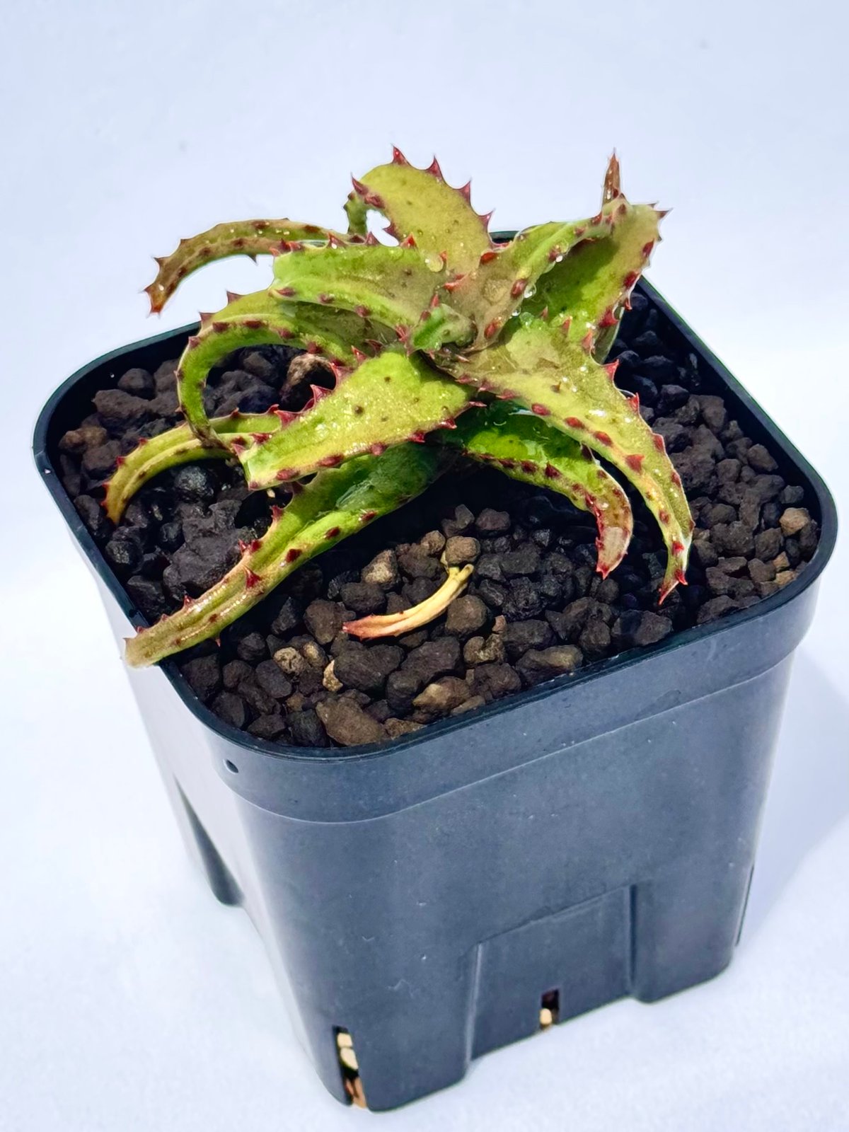 アロエ・カスティロニアエ / Aloe castilloniae | ChadPlants