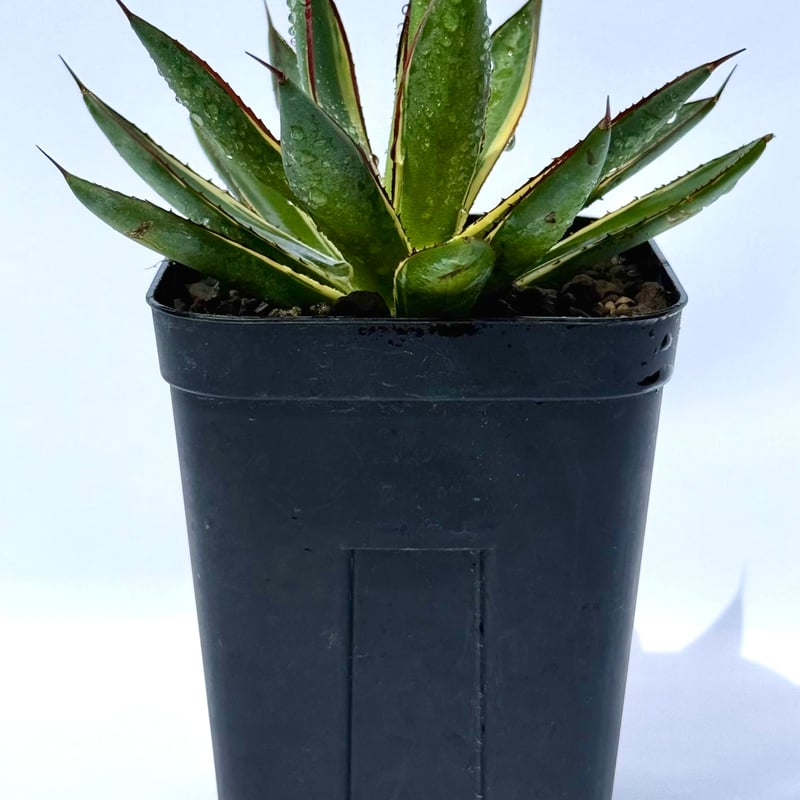 ぷりまろさん専用。土、鉢付き【特選株】アガベ スノーグロー ぷりまろさん専用。土、鉢付き【特選株】アガベ スノーグロー