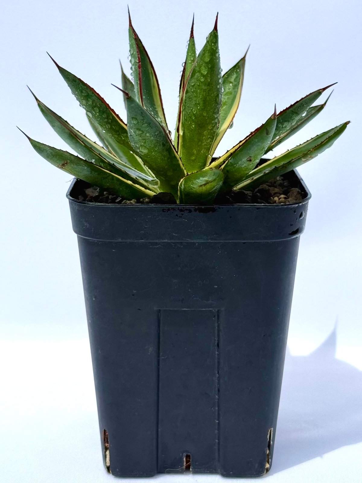 アガベ・スノーグロー / Agave 'Snow Glow'#1 | ChadPlants