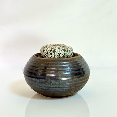 “スーパー兜 Vタイプ” × “WABI SABI”陶器鉢セットアップ