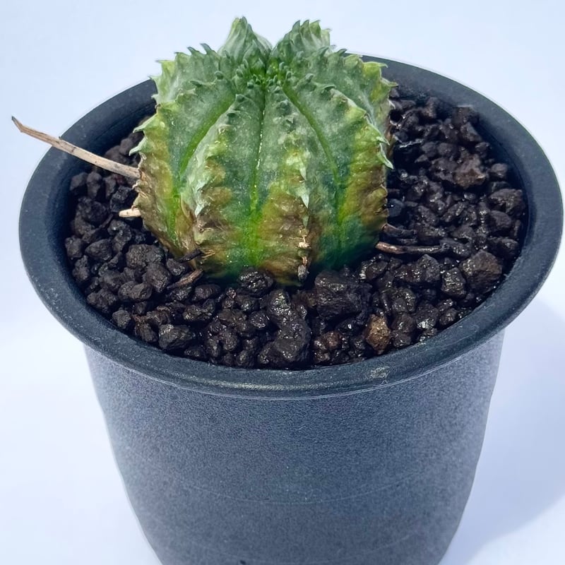 ユーフォルビア・バリダ / Euphorbia valida | ChadPlants