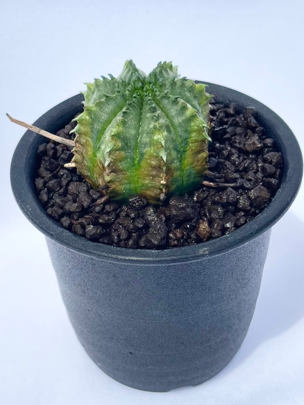 ユーフォルビア・バリダ / Euphorbia valida | ChadPlants