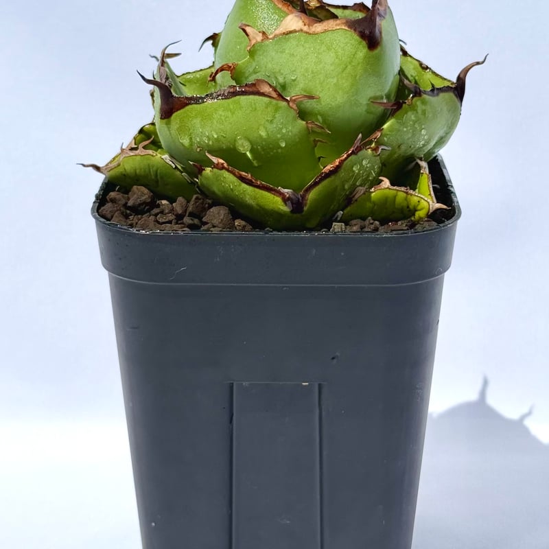 アガベ・ジャガーノート / Agave 'Juggernaut' | ChadPlants