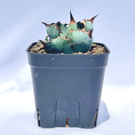 アガベ・チタノタ ブラック＆ブルー｜Agave titanota 'Black and Blue'#3