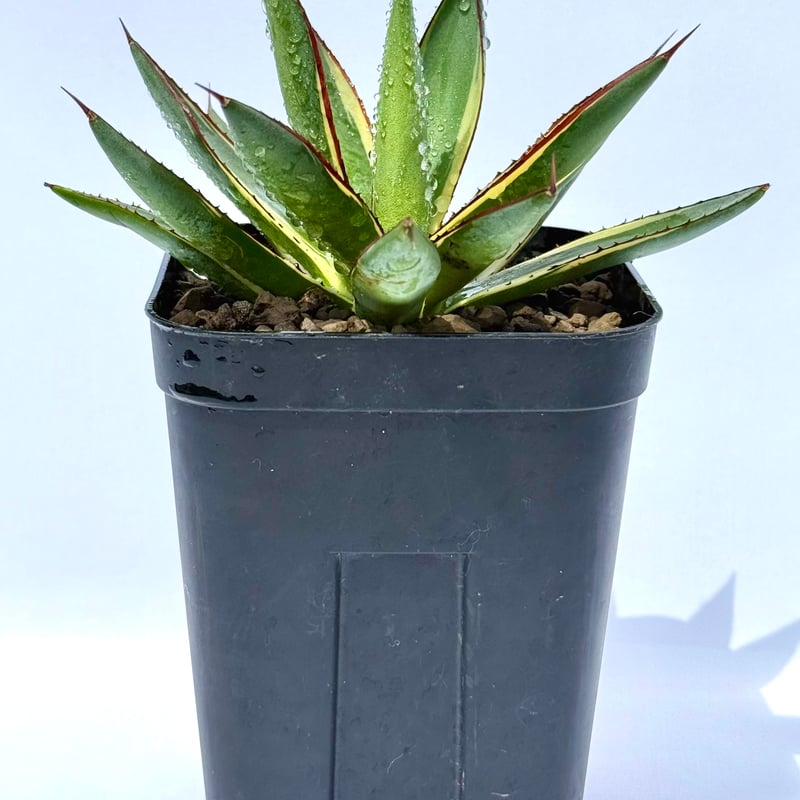 アガベ・スノーグロー / Agave 'Snow Glow'#1 | ChadPlants