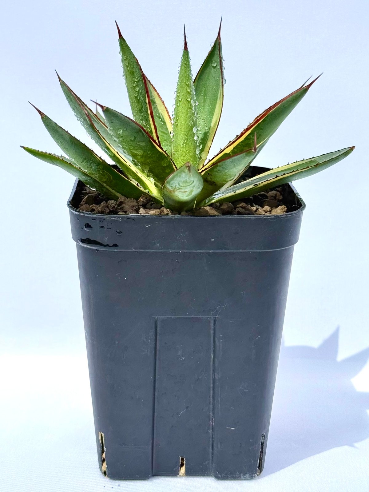 アガベ Agave ' Glow' 218 Agave hybrids glowing strong under LED light.💪🏾🏋🏻